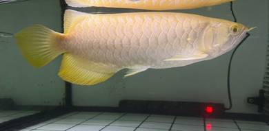 MG Albino Arowana