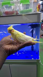 Cockateil lutino pearl