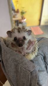Hedgehog for sale