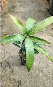 BENIH POKOK MANGGA Epal tinggi 1 kaki