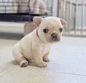 FRENCH BULLDOG PUPPIES VIP303🌻Cute Boy~Girl