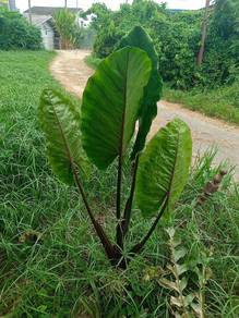 Keladi gajah batang hitam