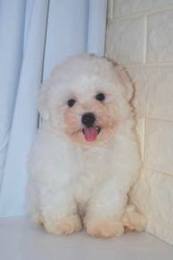 G21 Lovely Bichon Dog
