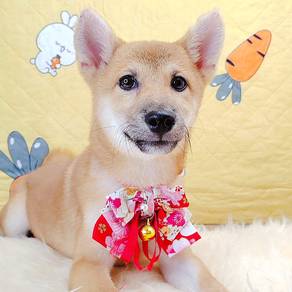 Shiba