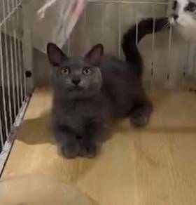 BSH Munchkin with package supplements