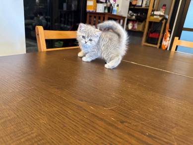 British Shorthair Female 2 Months | Fluffy Princes