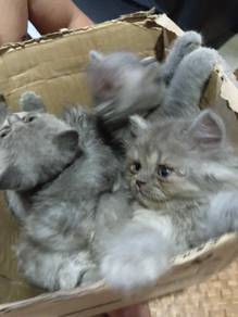 Kucing BSH