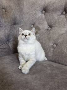 Kitten BSH Pointed Colour 