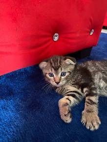 Bsh mix Scottish Fold
