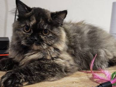 kitten female 5 month old