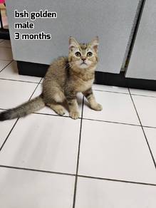 british short hair golden male