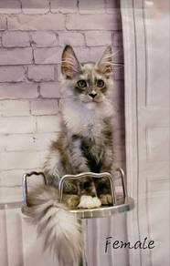 W1 Maine Coon