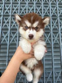 siberian wooly husky