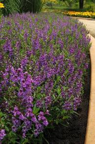 Angelonia Angustifolia
