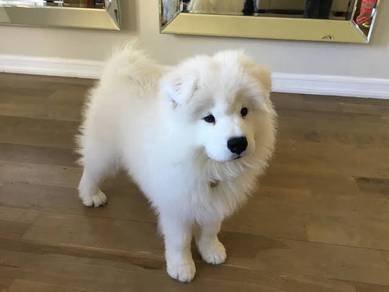 Zoomy Samoyed Gorgeous Litte Snow Puppy Dog