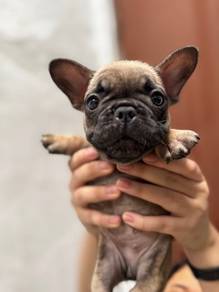 France bulldog
