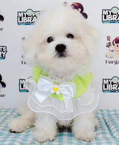 Bichon Frise