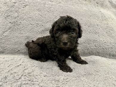 Toy Poodle Grey