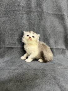 Bsh bicolour golden