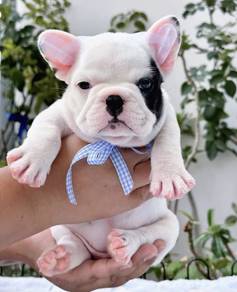 FRENCH BULLDOG PUPPIES 🌻S142 Charming Boy~Girl