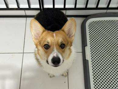 Corgi Mating