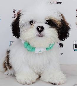 Shih Tzu