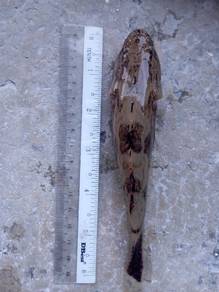 ikan ketutu/ubi
