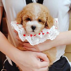 Poodle