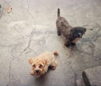 Yorkie mix poodle (pair)