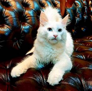 Maine Coon Kitten