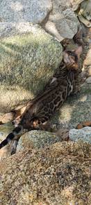 bengal