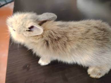 Netherland Dwarf Rabbit