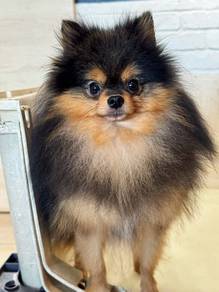 Fluffy High Quality Black and Tan Pomeranian