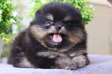 Pomeranian