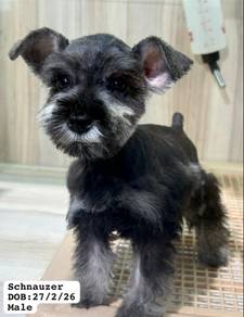 Schuauzer Dog for Sale
