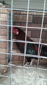 ayam hutan kacuk ibu pama