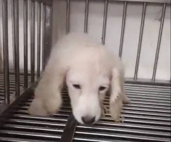 MKA long coat Daschunds Male