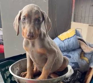 Doberman Fawn