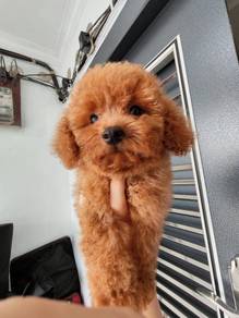 Toy poodle red black color