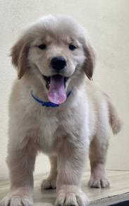 GOLDEN RETRIEVER PUPPIES M815🌻 黃金獵犬  Female