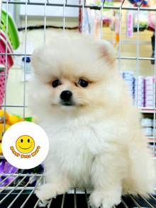 HHHH_Pom922 BEAR Pomeranian tiny pet dog