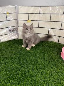 Bicolor longhair kitten