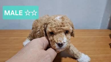 Maltipoo 1908