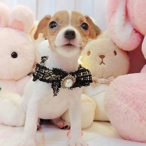 Jack Russell