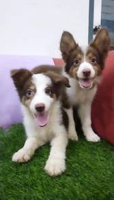 Border collie chocolate tri mka and microchip