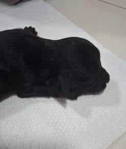 Male Black Maltipoo