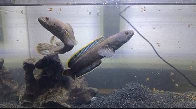 Channa limbata pair 