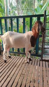 kambing boer tino hamil kembar 2