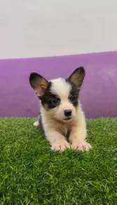 Corgi male female puppies tri color