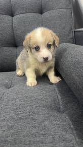 Purebred Short-haired Corgi Puppy (Male 1)